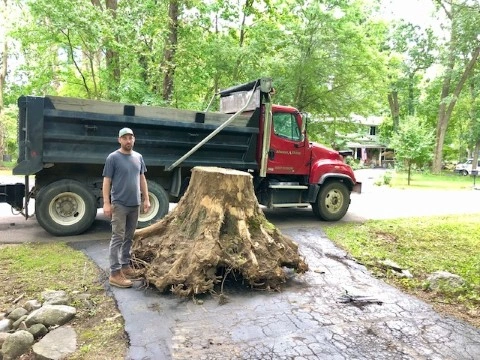 Big Old Stump